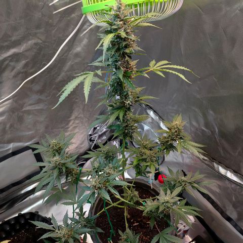 Brookly Sunrise growlog timeline photo