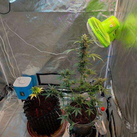 Brookly Sunrise growlog timeline photo