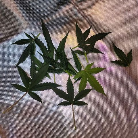 Brookly Sunrise growlog timeline photo