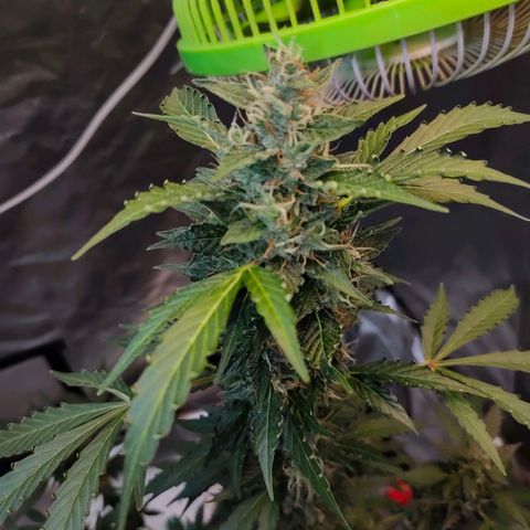 Brookly Sunrise growlog timeline photo