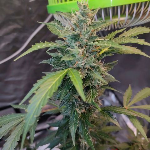 Brookly Sunrise growlog timeline photo