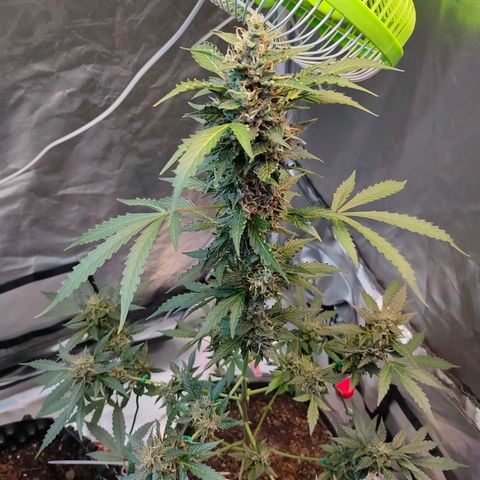 Brookly Sunrise growlog timeline photo