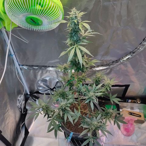 Brookly Sunrise growlog timeline photo