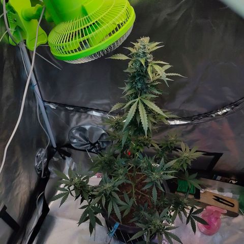 Brookly Sunrise growlog timeline photo