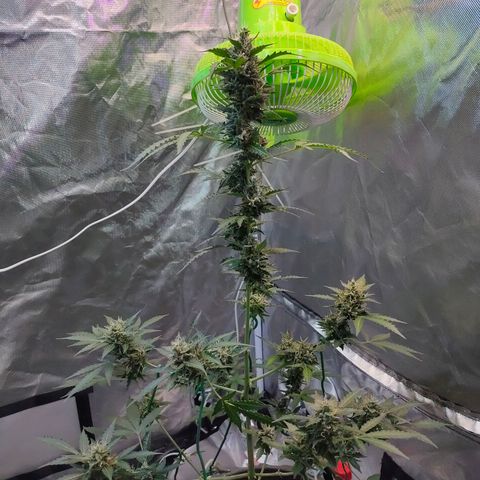 Brookly Sunrise growlog timeline photo