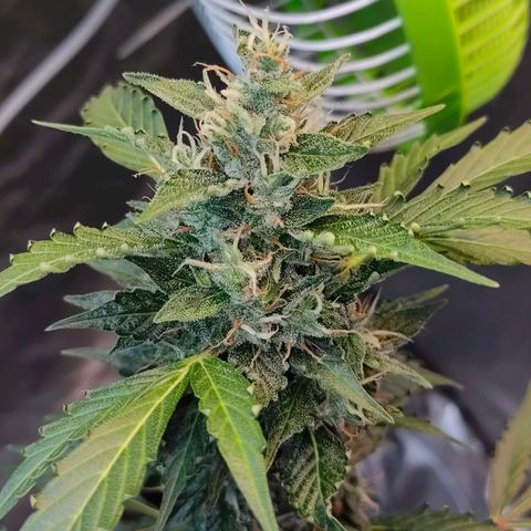 Brookly Sunrise growlog timeline photo