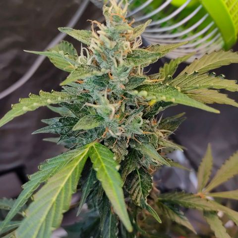 Brookly Sunrise growlog timeline photo