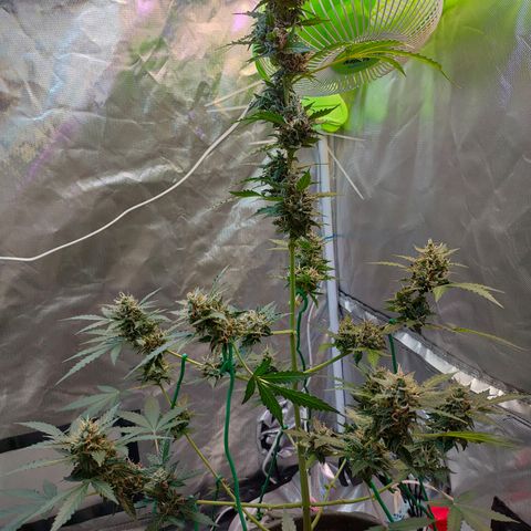 Brookly Sunrise growlog timeline photo
