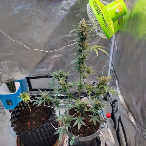 Brookly Sunrise growlog timeline photo
