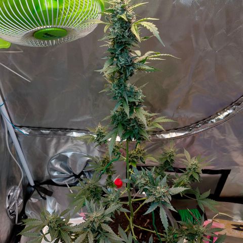 Brookly Sunrise growlog timeline photo