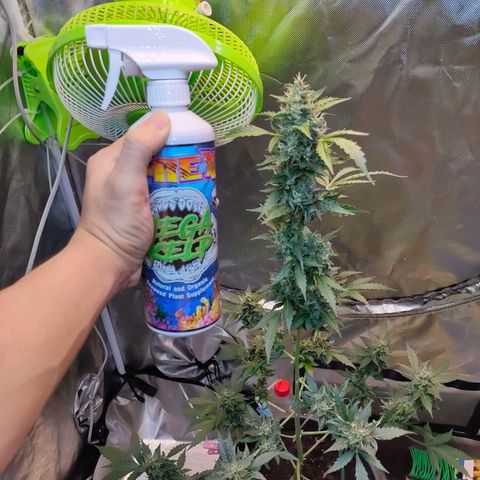 Brookly Sunrise growlog timeline photo