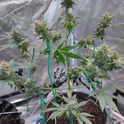 Brookly Sunrise growlog timeline photo