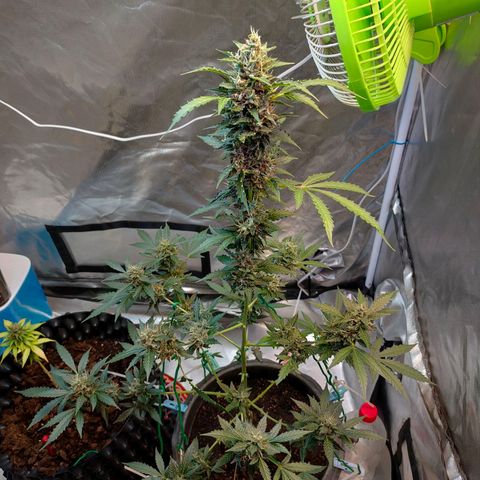 Brookly Sunrise growlog timeline photo