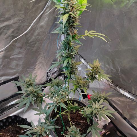 Brookly Sunrise growlog timeline photo
