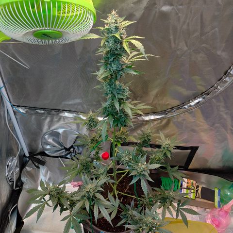 Brookly Sunrise growlog timeline photo