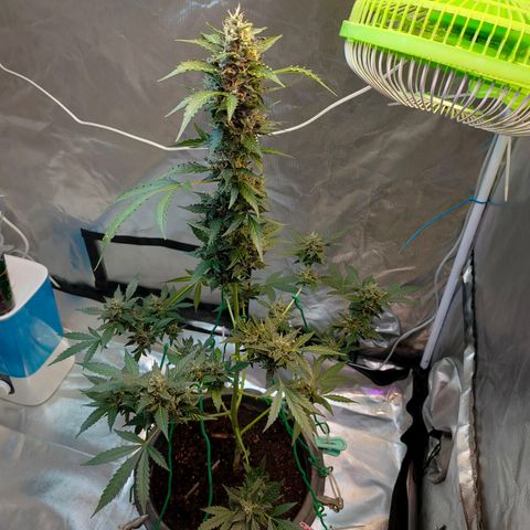 Brookly Sunrise growlog timeline photo