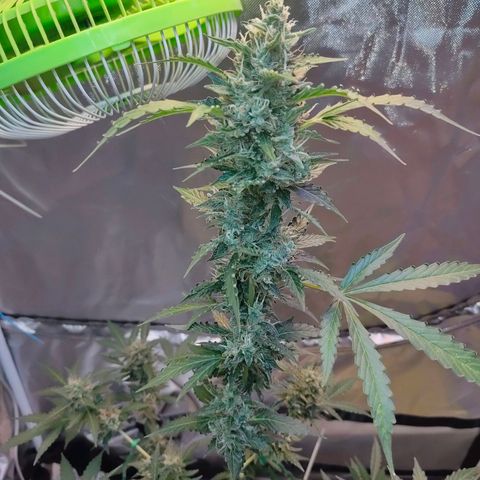 Brookly Sunrise growlog timeline photo