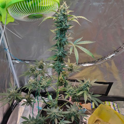 Brookly Sunrise growlog timeline photo
