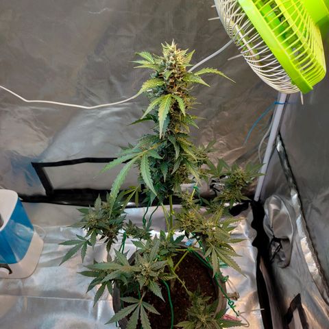 Brookly Sunrise growlog timeline photo