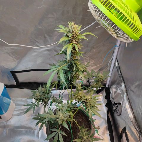 Brookly Sunrise growlog timeline photo