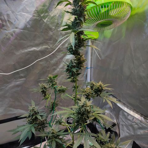 Brookly Sunrise growlog timeline photo