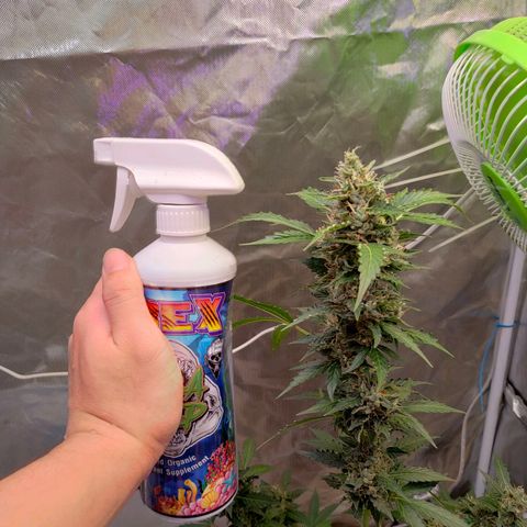 Brookly Sunrise growlog timeline photo