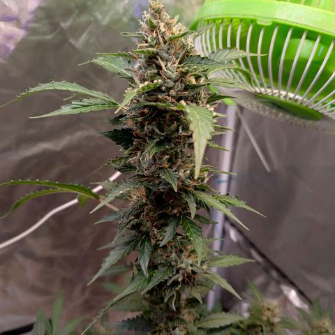 Brookly Sunrise growlog timeline photo