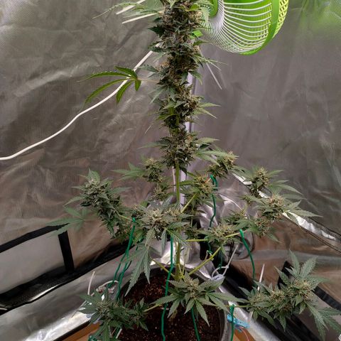 Brookly Sunrise growlog timeline photo
