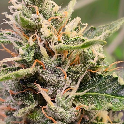 Brookly Sunrise growlog timeline photo