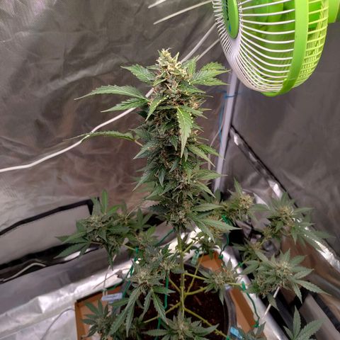 Brookly Sunrise growlog timeline photo