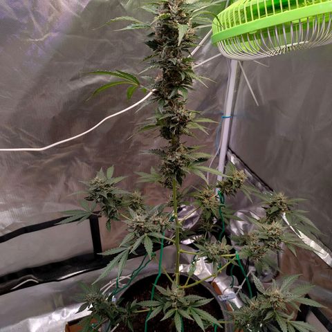 Brookly Sunrise growlog timeline photo