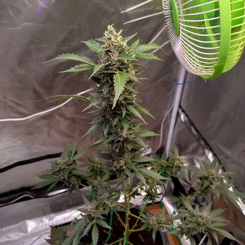 Brookly Sunrise growlog timeline photo