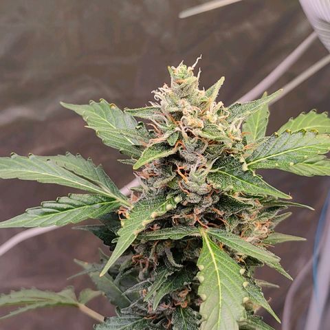 Brookly Sunrise growlog timeline photo