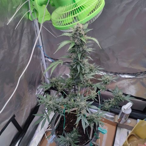 Brookly Sunrise growlog timeline photo