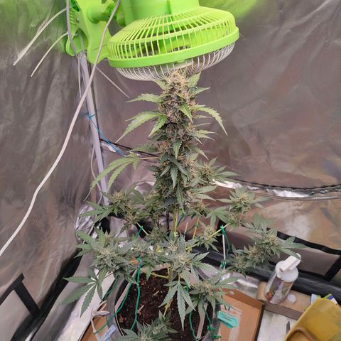 Brookly Sunrise growlog timeline photo