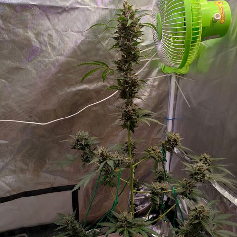 Brookly Sunrise growlog timeline photo