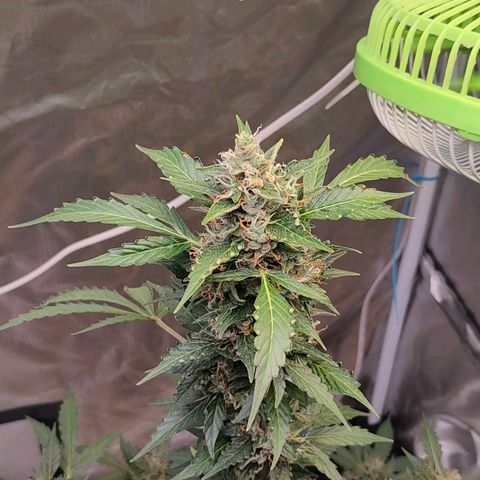 Brookly Sunrise growlog timeline photo