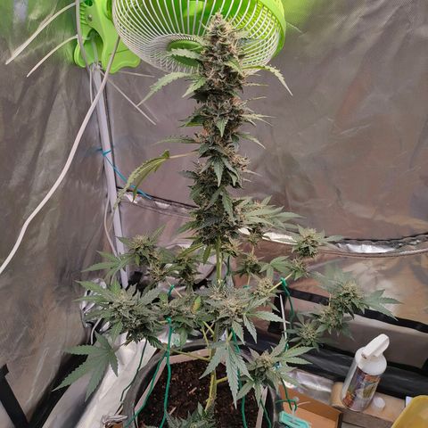 Brookly Sunrise growlog timeline photo