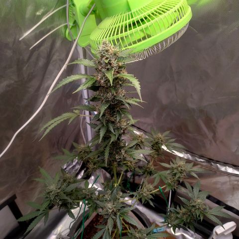 Brookly Sunrise growlog timeline photo