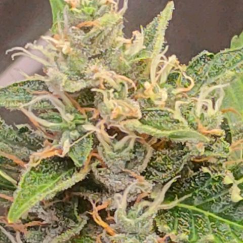Brookly Sunrise growlog timeline photo