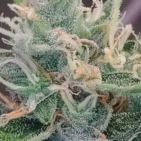 Brookly Sunrise growlog timeline photo