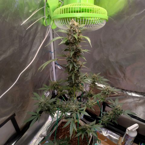 Brookly Sunrise growlog timeline photo