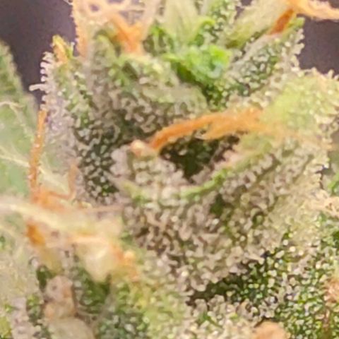 Brookly Sunrise growlog timeline photo