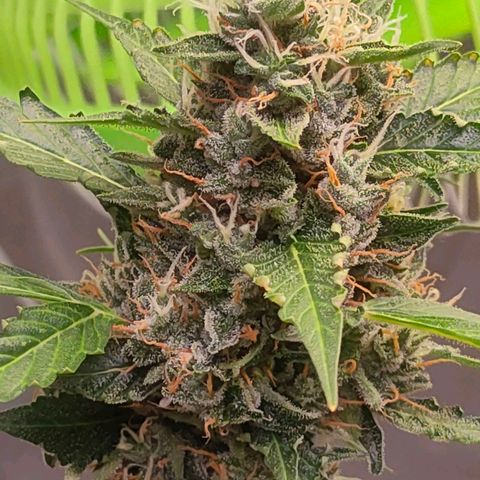 Brookly Sunrise growlog timeline photo