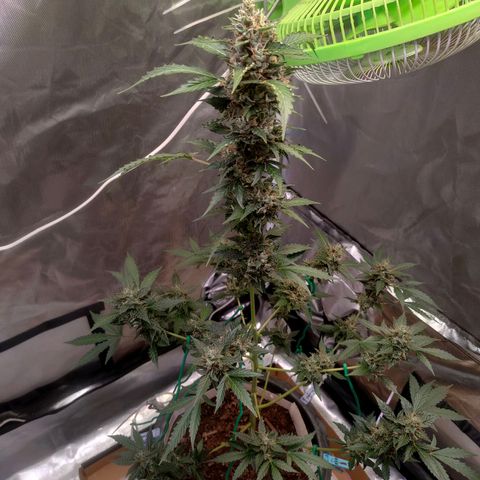 Brookly Sunrise growlog timeline photo