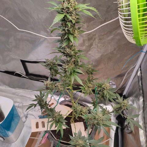 Brookly Sunrise growlog timeline photo