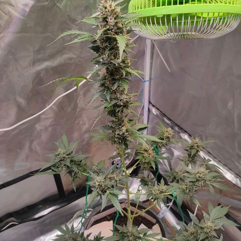 Brookly Sunrise growlog timeline photo