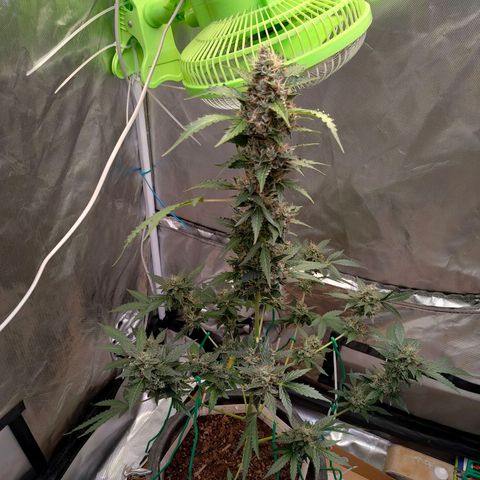 Brookly Sunrise growlog timeline photo