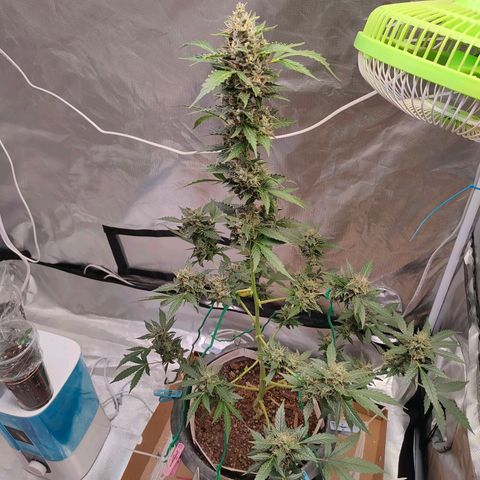 Brookly Sunrise growlog timeline photo