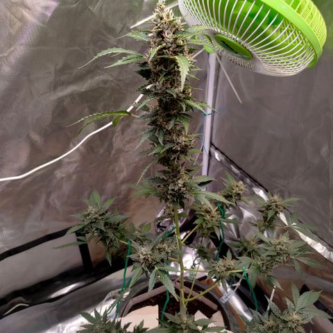Brookly Sunrise growlog timeline photo